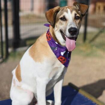 Rescue Hound Dogs for Adoption in Blacksburg, Virginia - Thor | PetCurious