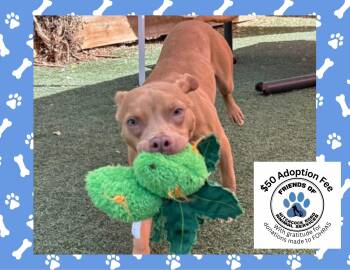 Harmony -  Pit Bull Terrier Dog for Adoption in Salinas, California - Harmony | PetCurious