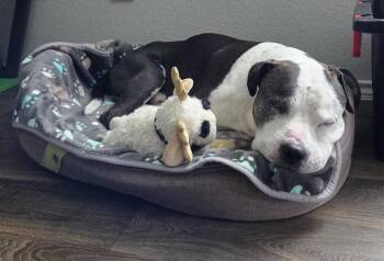 Meatball -  Labrador Retriever Dog for Adoption in The Woodlands, Texas - Meatball | PetCurious