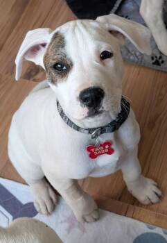 Great Pyrenees and Great Dane Dogs Available for Adoption - Thyme | PetCurious