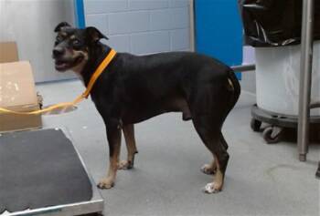 MACK -  American Staffordshire Terrier and Mixed Breed Dog for Adoption in Albuquerque, New Mexico - MACK | PetCurious