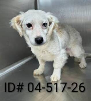 Samson -  Terrier and Mixed Breed Dog for Adoption in Largo, Florida - Samson | PetCurious