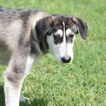 BRUCE SOMEMIGHTY -  Husky Dog Available for Adoption in San Antonio, Texas - BRUCE SOMEMIGHTY | PetCurious