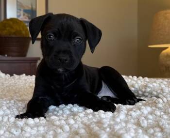 Black Labrador Retriever Dogs Available for Adoption - Biscotti | PetCurious