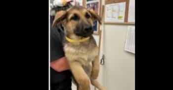 German Shepherd Dog Dogs Available for Adoption - Detective Litter: Dana Scully | PetCurious