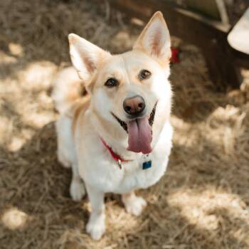 Rescue Mixed Breed Dogs for Adoption in Houston, Texas - Betty White Fka Daisy | PetCurious