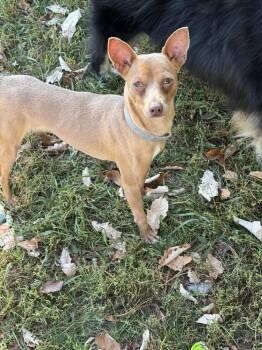 Churro -  Chihuahua Dog for Adoption in Lincoln Park, Michigan - Churro | PetCurious