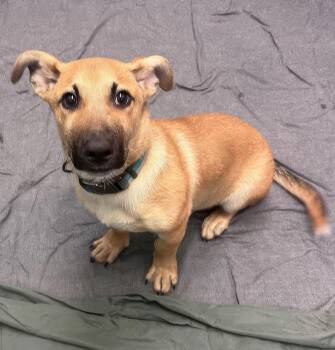 Heath -  Mixed Breed Dog for Adoption in Nashville, Tennessee - Heath | PetCurious