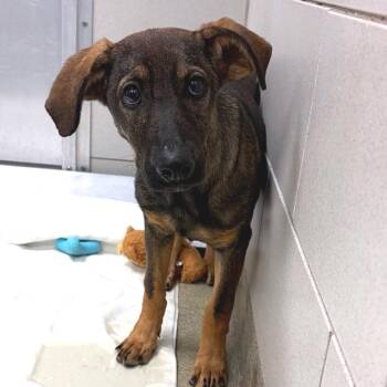 Beckett -  Belgian Shepherd Malinois and Mixed Breed Dog for Adoption in Nashville, Tennessee - Beckett | PetCurious
