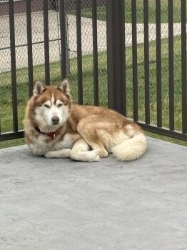 Siberian Husky Dogs Available for Adoption - Nouvel | PetCurious
