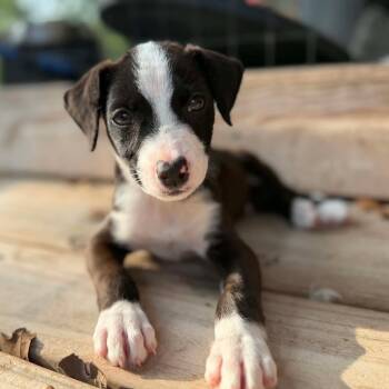 Joseph -  American Staffordshire Terrier Dog for Adoption in Caldwell, Texas - Joseph | PetCurious