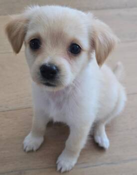 Oscar -  Maltese and Poodle Dog for Adoption in Sunnyvale, California - Oscar | PetCurious