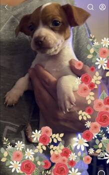 Wednesday -  Chihuahua and Puggle Dog for Adoption - Wednesday | PetCurious