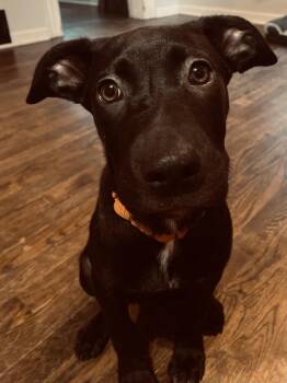 Oona (26-155 D) -  Mixed Breed Dog for Adoption in Lansing, Michigan - Oona (26-155 D) | PetCurious