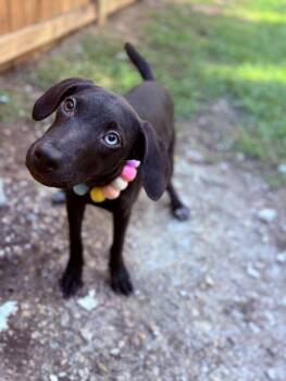 Rescue Mixed Breed Dogs for Adoption in Pass Christian, Mississippi - Una | PetCurious