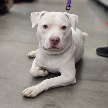 Pit Bull Terrier Dogs Available for Adoption in Grafton, Ohio - Kyro | PetCurious