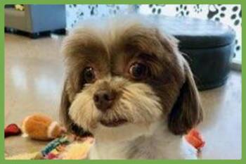 Cookie -  Havanese Dog for Adoption in Amherst, Massachusetts - Cookie | PetCurious