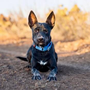 Miniature Pinscher Dogs Available for Adoption - Koji Scout Your Compact Explorer | PetCurious