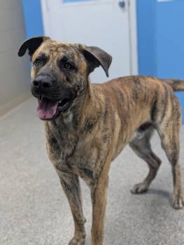 Cane Corso and German Shepherd Dog Dogs Available for Adoption in Blountville, Tennessee - Ceasar | PetCurious