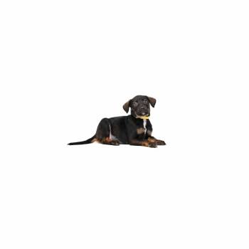 Jun Endo -  Border Collie and Mixed Breed Dog for Adoption in Los Angeles, California - Jun Endo | PetCurious