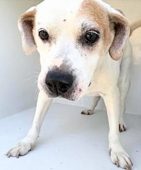 Pit Bull Terrier and Mixed Breed Dogs Available for Adoption in Houston, Texas - KANE | PetCurious
