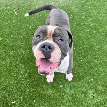 Marvel -  English Bulldog and Mixed Breed Dog for Adoption in Chicago, Illinois - Marvel | PetCurious