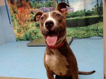 SAVE ME PLEASE Xenia - IDA554010 -  Pit Bull Terrier Dog for Adoption in San Marcos, California - SAVE ME PLEASE Xenia - IDA554010 | PetCurious