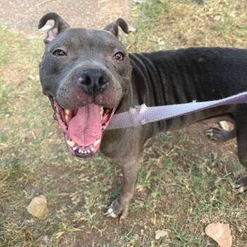Clementine -  Pit Bull Terrier Dog for Adoption in Austin, Texas - Clementine | PetCurious
