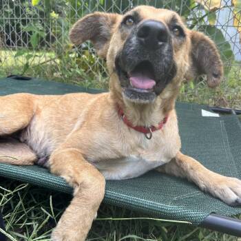 Hazel -  Shepherd Dog for Adoption in Klein, Texas - Hazel | PetCurious