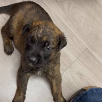 Rescue Shepherd and Mixed Breed Dogs for Adoption in Hagerstown, Maryland - Rocky | PetCurious