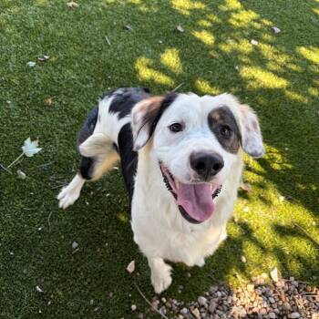 Bates -  Bernese Mountain Dog and Mixed Breed Dog for Adoption in Greensboro, Georgia - Bates | PetCurious