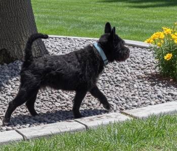 Lucky -  Schnauzer and French Bulldog Dog for Adoption in Fort Myers, Florida - Lucky | PetCurious