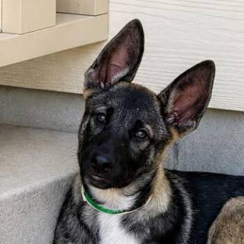 Riot LLD -  Belgian Shepherd Malinois and German Shepherd Dog Dog for Adoption in Austin, Texas - Riot LLD | PetCurious