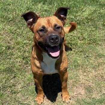 Black Mouth Cur Dogs Available for Adoption - Rusty | PetCurious