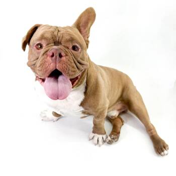 American Bully Dogs Available for Adoption in Scottsdale, Arizona - Will | PetCurious