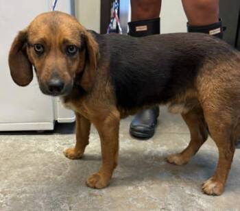 Beagle and Mixed Breed Dogs Available for Adoption in Bowling Green, Kentucky - Otis | PetCurious