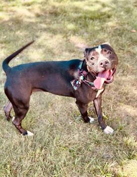 Rescue Pit Bull Terrier Dogs for Adoption in Houston, Texas - Pepper | PetCurious