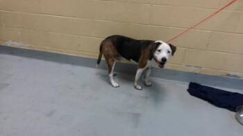 HUMPHREY -  Beagle and Mixed Breed Dog for Adoption in Tulsa, Oklahoma - HUMPHREY | PetCurious