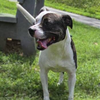 Blaze -  American Bulldog Dog for Adoption in Milledgeville, Georgia - Blaze | PetCurious