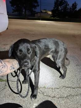 German Shepherd Dog and Mixed Breed Dogs Available for Adoption in Oklahoma City, Oklahoma - A475087 | PetCurious