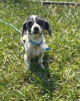 Molly -  Mixed Breed Dog for Adoption in Cincinnati, Ohio - Molly | PetCurious