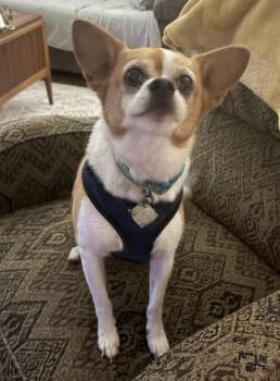 Opie -  Chihuahua and Pug Dog for Adoption in Aurora, Illinois - Opie | PetCurious