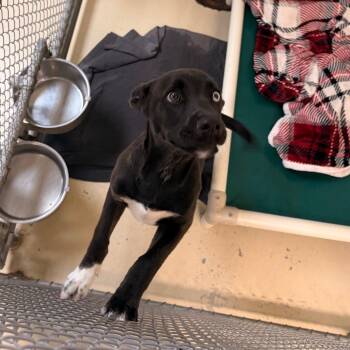 Pit Bull Terrier Dogs Available for Adoption in Indianapolis, Indiana - Leo | PetCurious