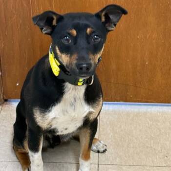 Manchester Terrier and Rat Terrier Dogs Available for Adoption in Hartland, Wisconsin - Tippy-Foster Home Needed | PetCurious