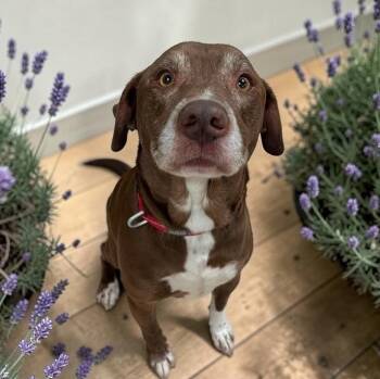 Retriever Dogs Available for Adoption in Elyria, Ohio - Keith | PetCurious
