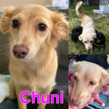 Chuni -  Dachshund and Chihuahua Dog for Adoption in Dallas, Texas - Chuni | PetCurious
