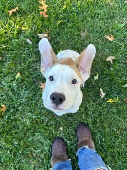 Sexy Dexy -  Pit Bull Terrier Dog for Adoption in Germantown, Ohio - Sexy Dexy | PetCurious