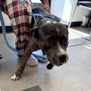 Rescue Pit Bull Terrier Dogs for Adoption in Philadelphia, Pennsylvania - Kratos | PetCurious