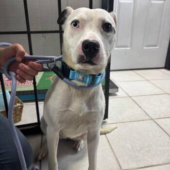 Emily Fox -  Mixed Breed Dog for Adoption in Savannah, Georgia - Emily Fox | PetCurious
