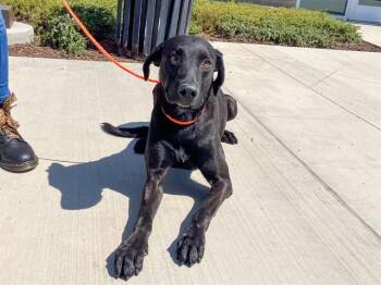 LUCAS -  Labrador Retriever Dog for Adoption in Tustin, California - LUCAS | PetCurious